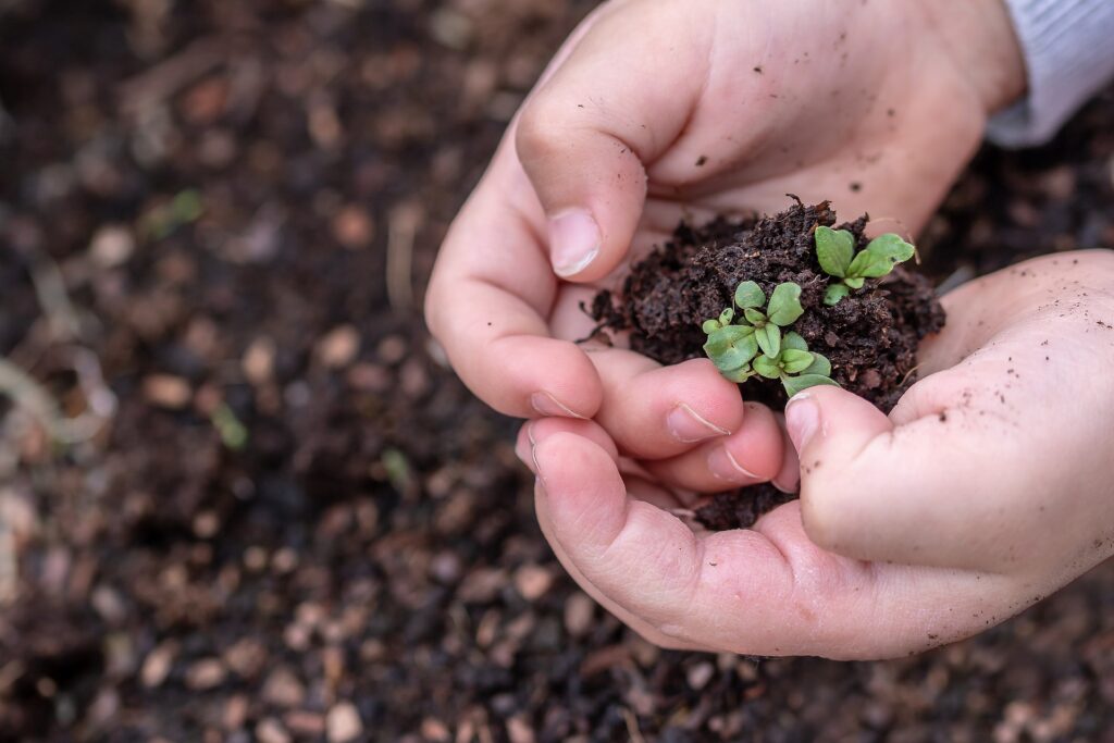 manos niña con tierra y planta